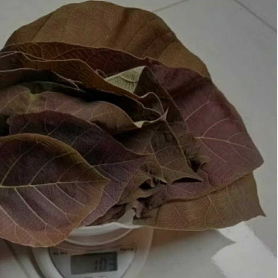 

250 GRAM DAUN JATI MUDA