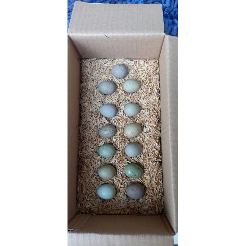 Telur puyuh batu fertil bisa ditetaskan