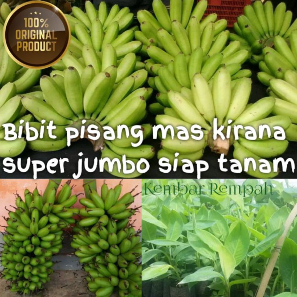 

BIBIT TANAMAN PISANG EMAS KIRANA SUPER JUMBO