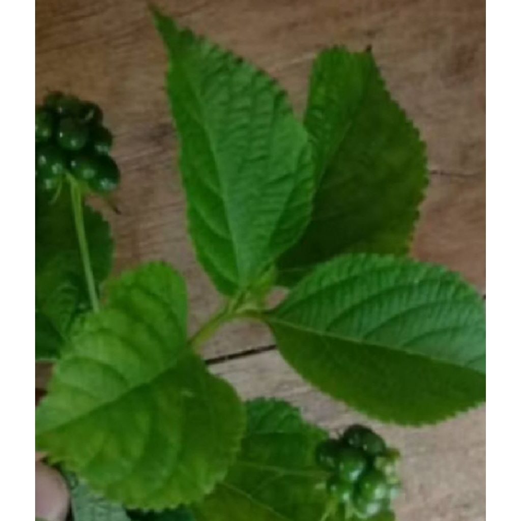 

DAUN TEMBELEKAN/CENTE 500 GRAM OBAT HERBAL