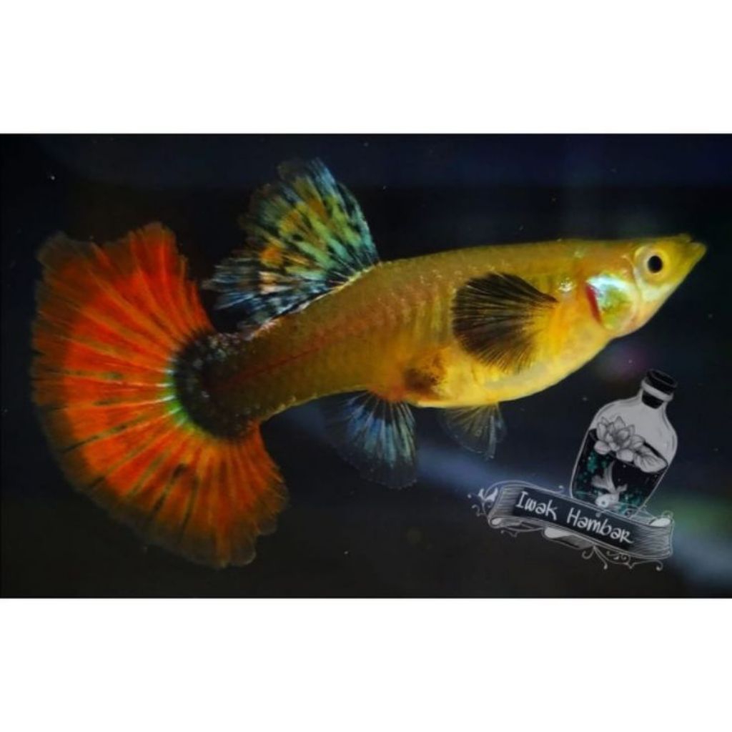 Guppy platinum red tail Dumbo ear (PRTDE), Betina grade B