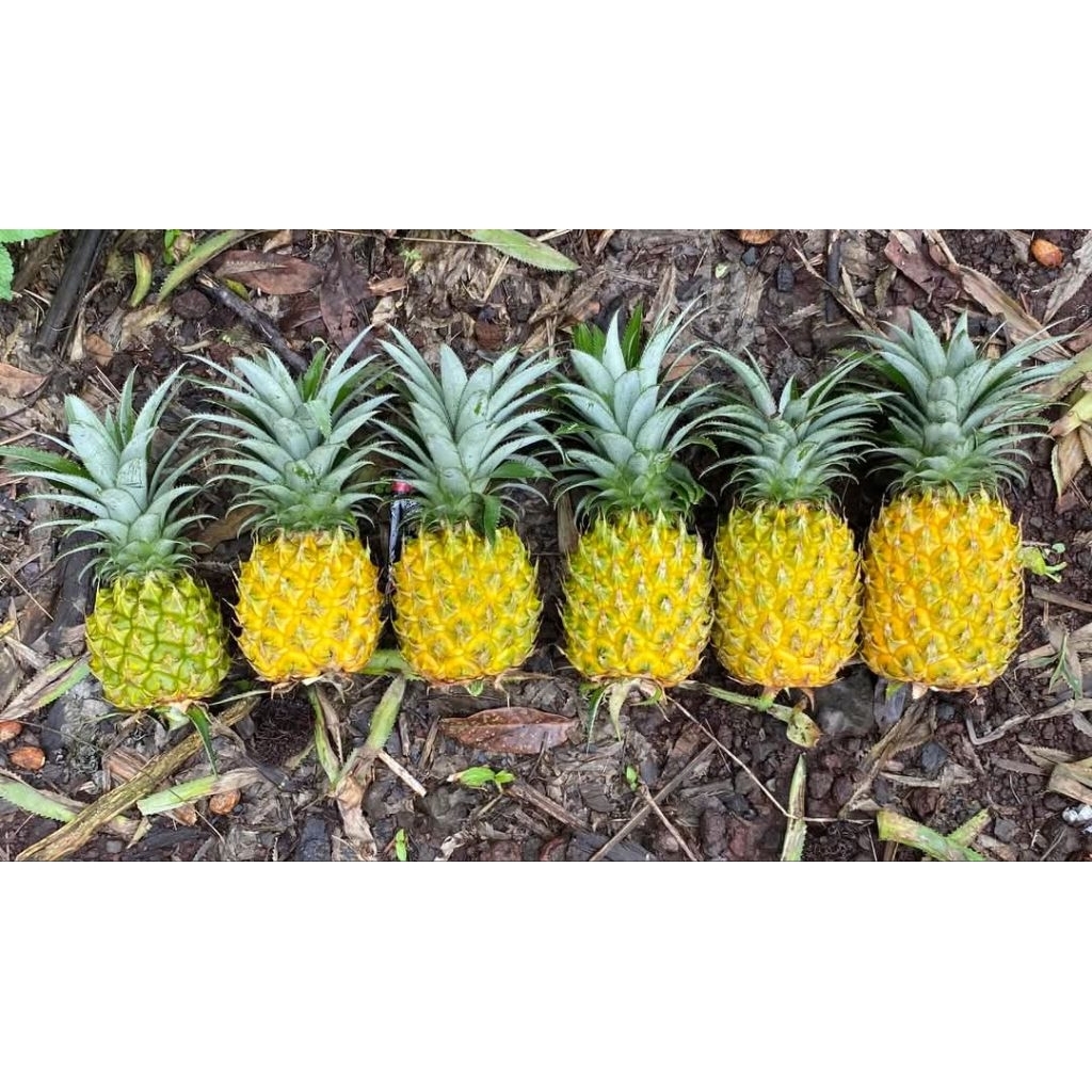 

paket 2 buah nanas madu ukuran sedang