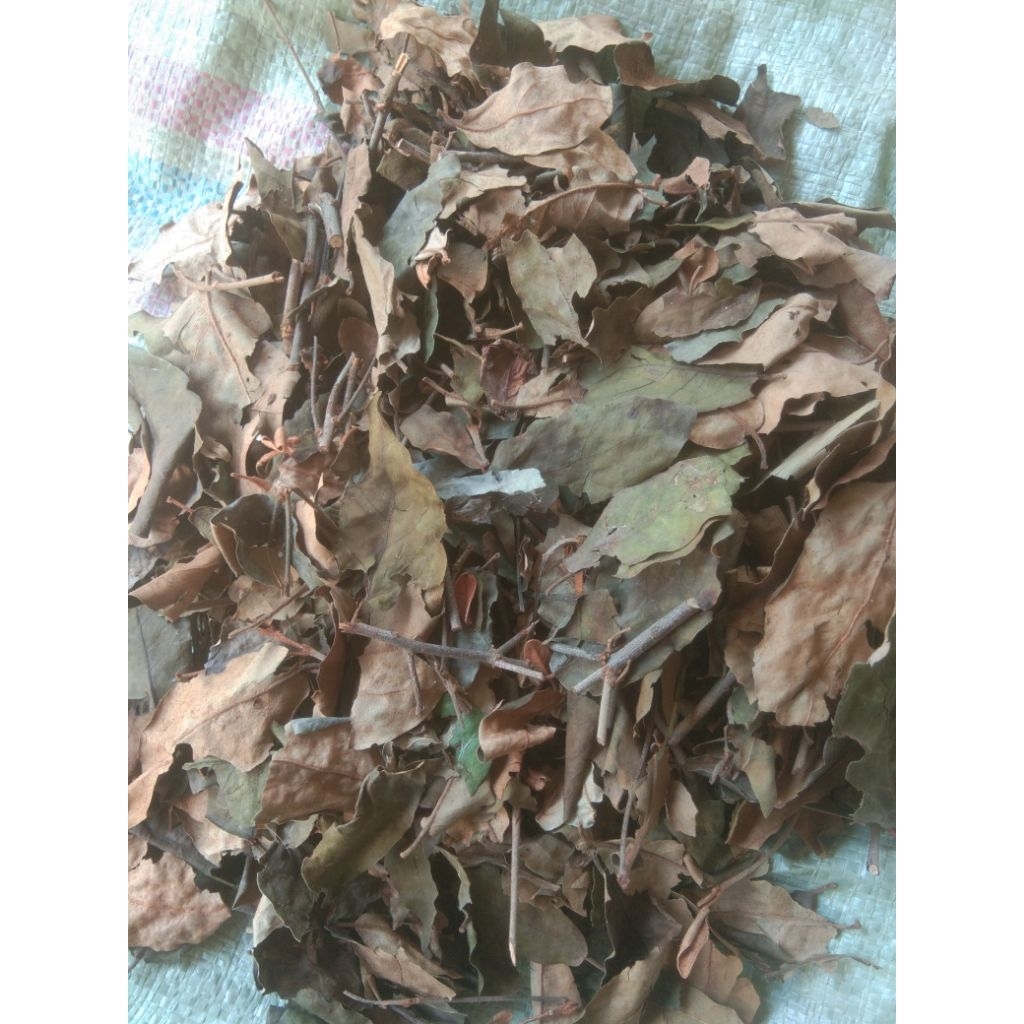 

daun benalu kering herbal 250 grm