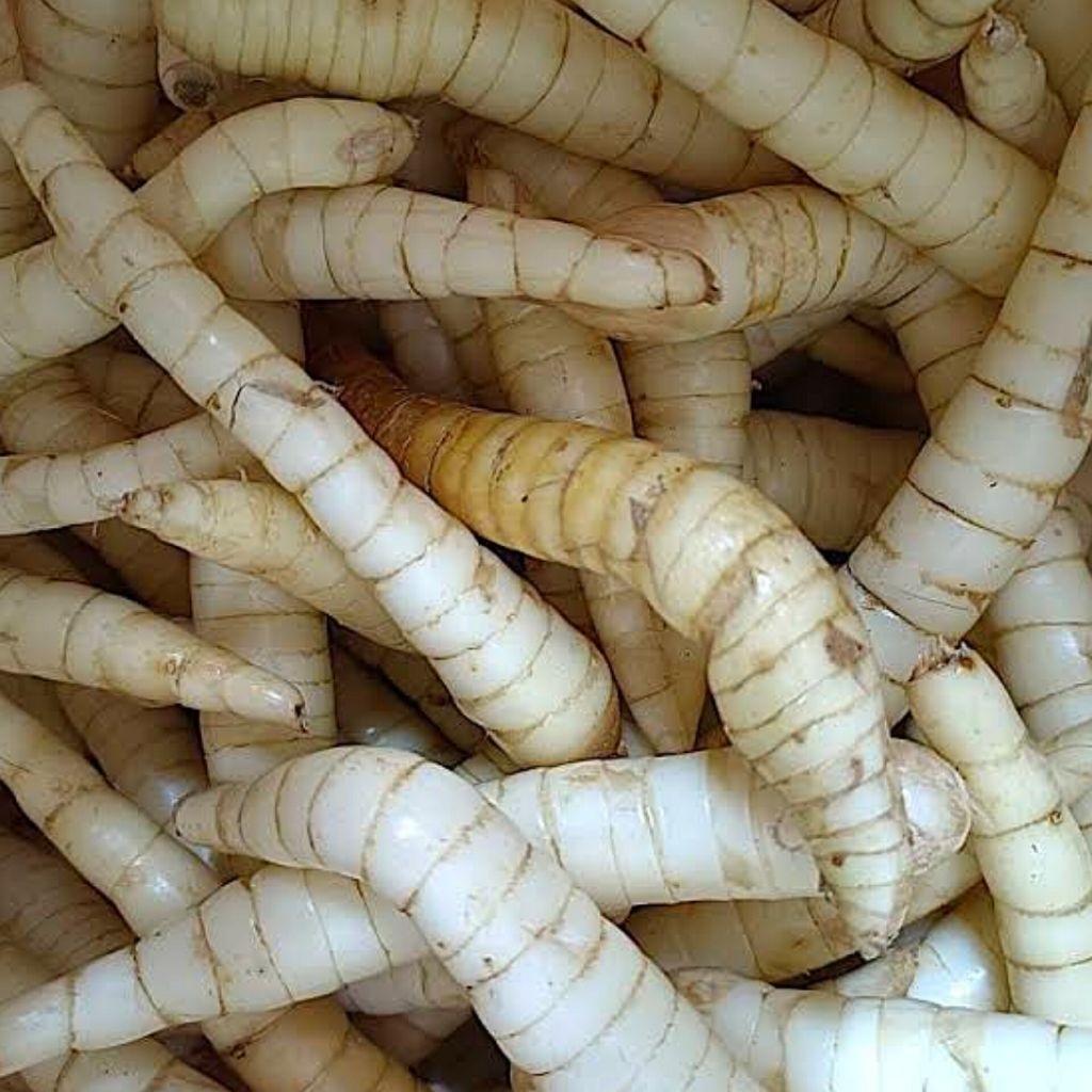 

Umbi Garut 1 Kilogram | Berkhasiat