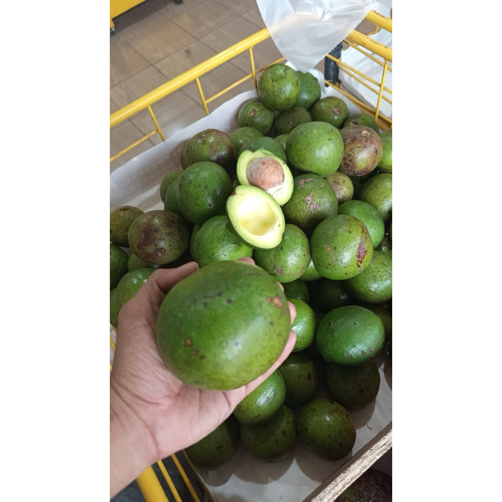 

Alpukat Samosir - Sabuga Medan