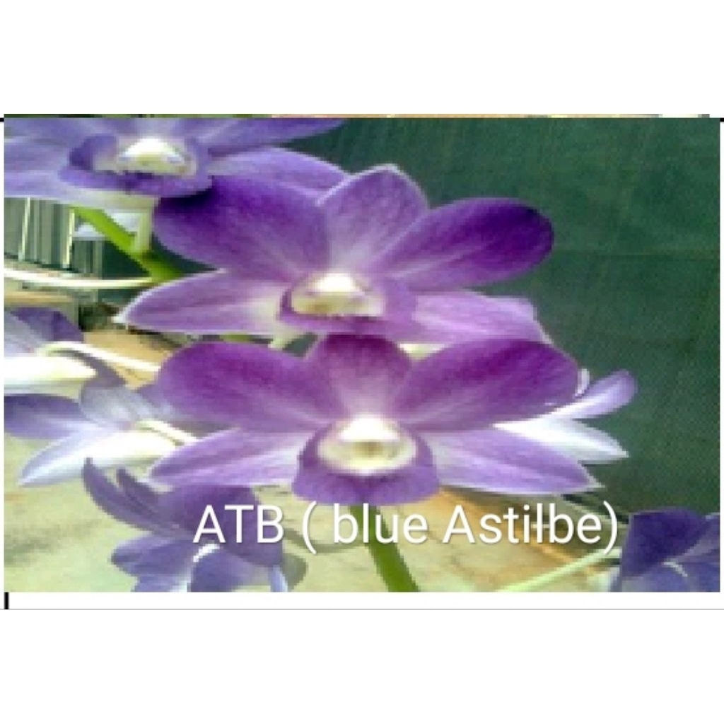 Anggrek Dendrobium Id ATB ( blue Astilbe) / HGA