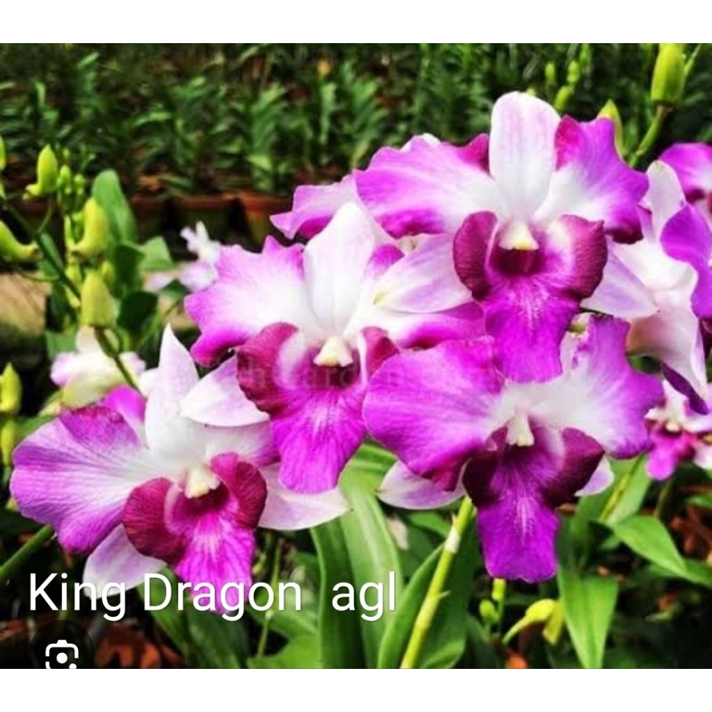 Anggrek Dendrobium id AGL/ king dragon