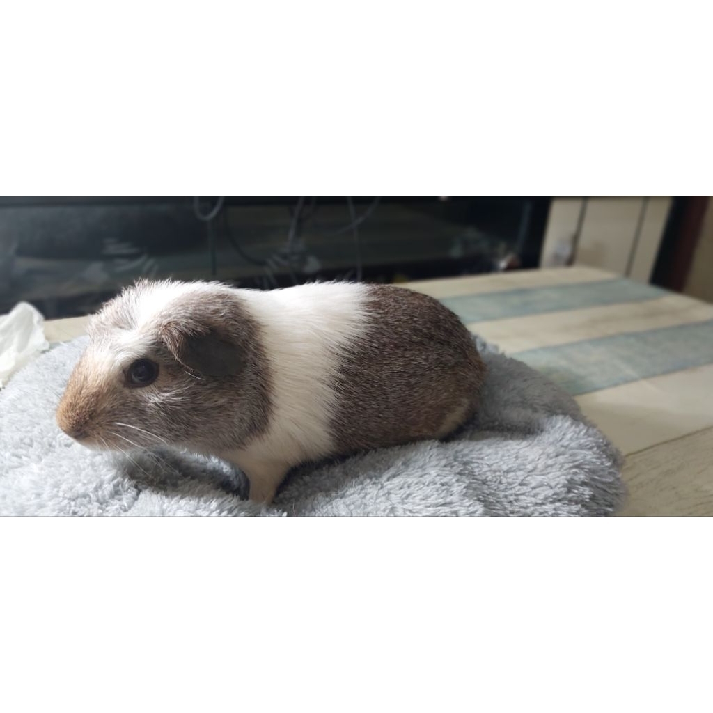 Marmut Hias American Guinea Pig Crested Jantan Lucu