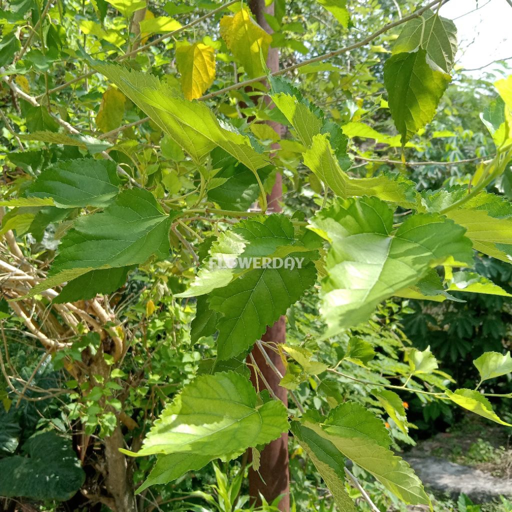 

DAUN MURBEI SEGAR 50 LEMBAR