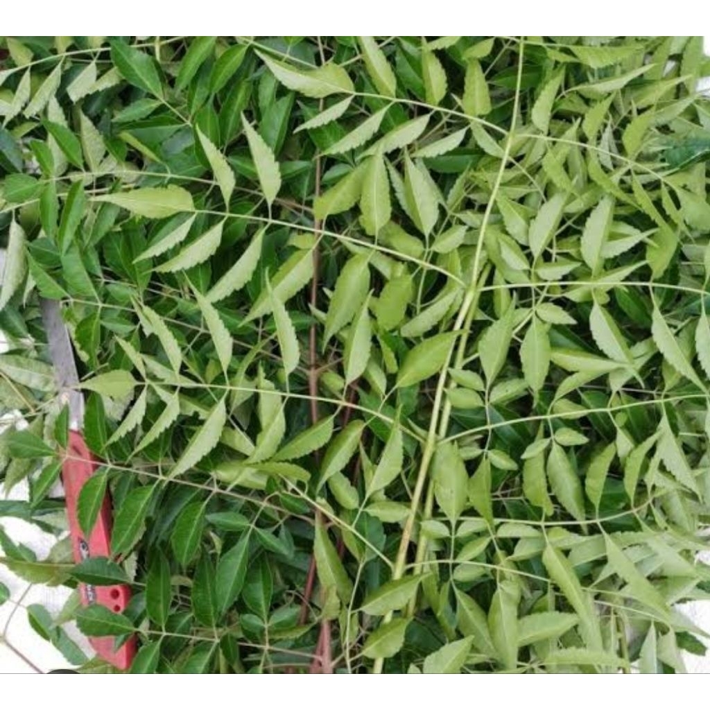 

Daun Mindi segar 500 gram organik petik langsung