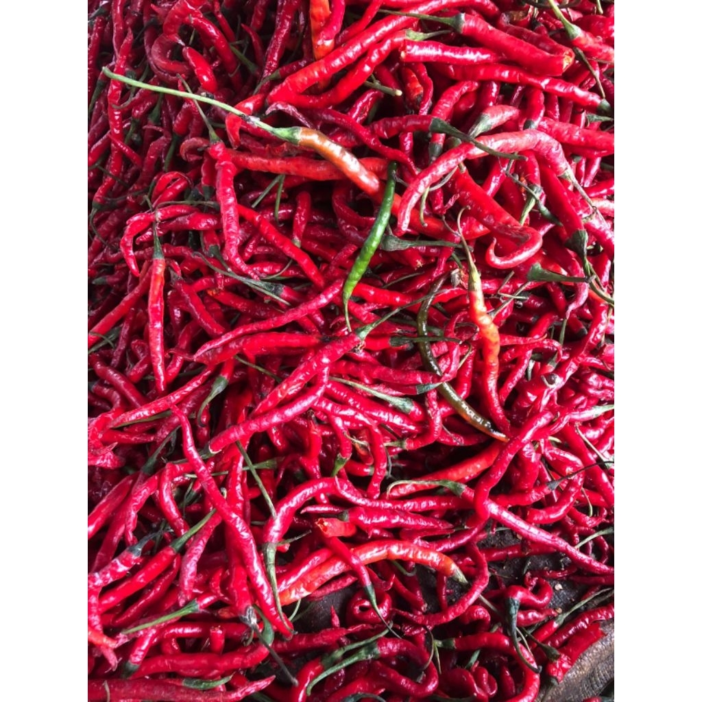 

Cabe merah keriting Jawa/medan