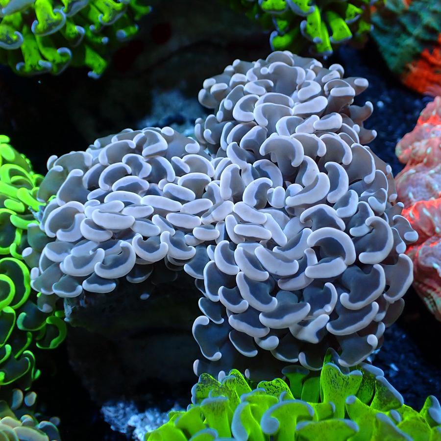 Siwalan Coral wysiwyg Aquarium Laut Reef