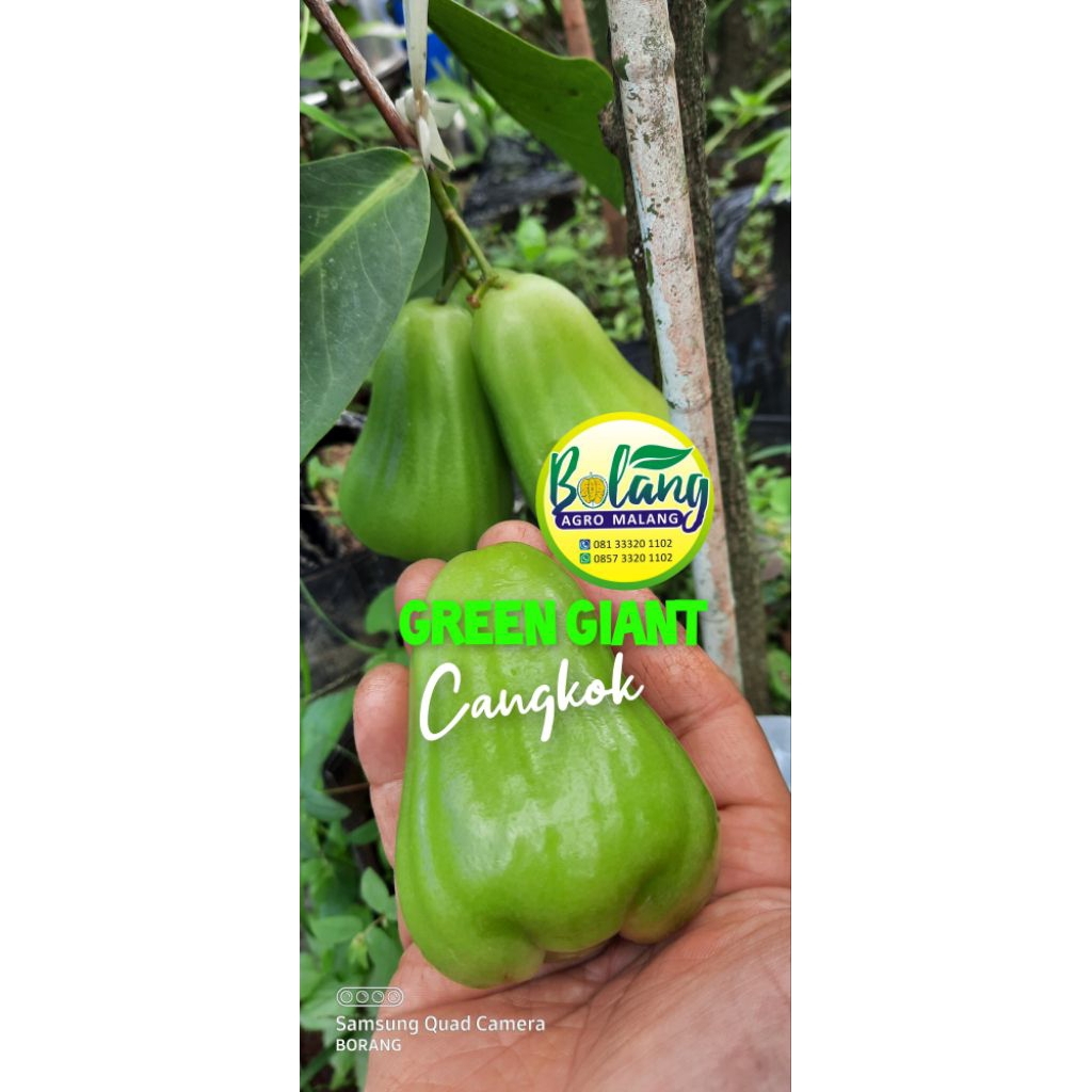 BIBIT JAMBU AIR GREEN GIANT