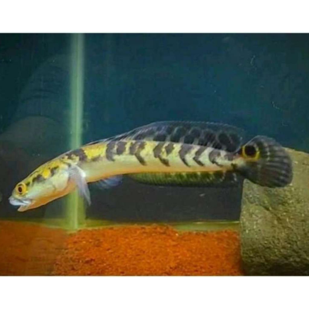 stiker chana yellow sentarum