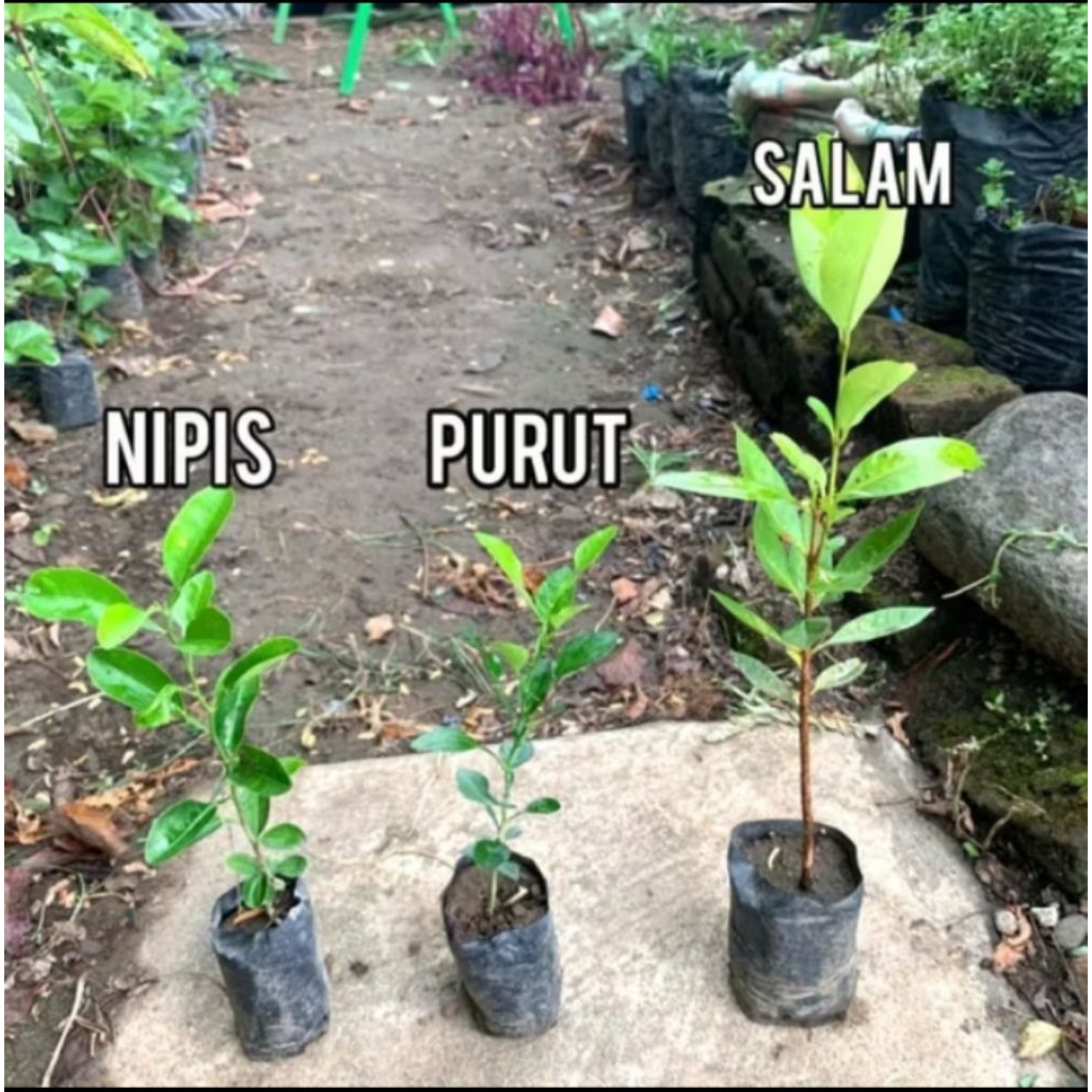 

1 PAKET BUMBU DAPUR 3 MACAM SALAM, NIPIS, PURUT