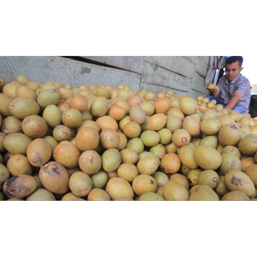 

buah sawo manila tua siap matang fress petik harga per 1 pcs