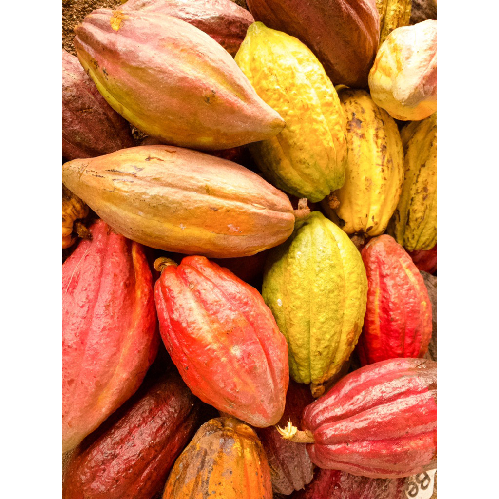 

Buah Kakao / Buah Coklat Utuh Di Petik Secara Langsung