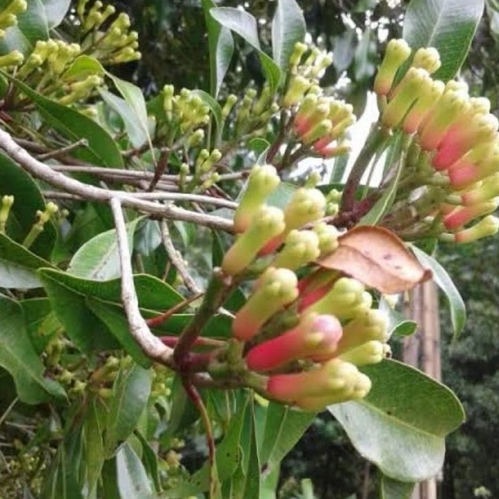 Jual Bibit Cengkeh bibit cengkeh unggul siap tanam