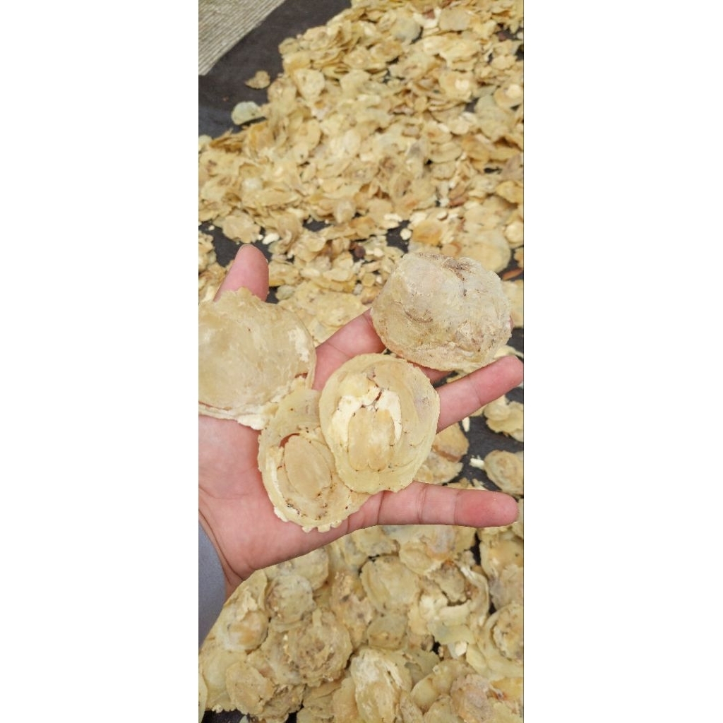 

EMPING MELINJO SORTIR 1 KG