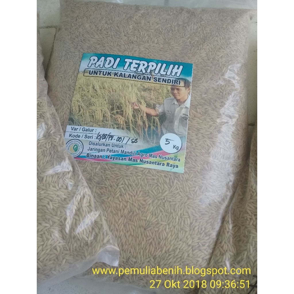 

padi lokal