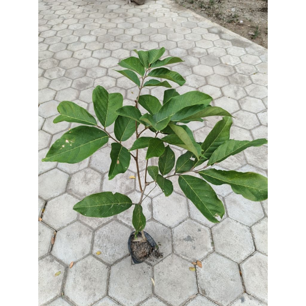 Bibit Buah Rambutan Stek Okulasi