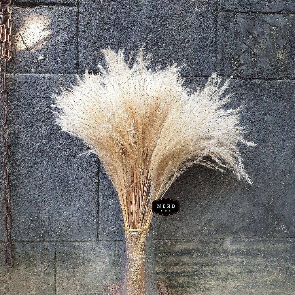 Pampas Coklat REED Import / Dekorasi Aesthetic / Rumput Pampas Asli / Daun kering / Dekor Pampas / R