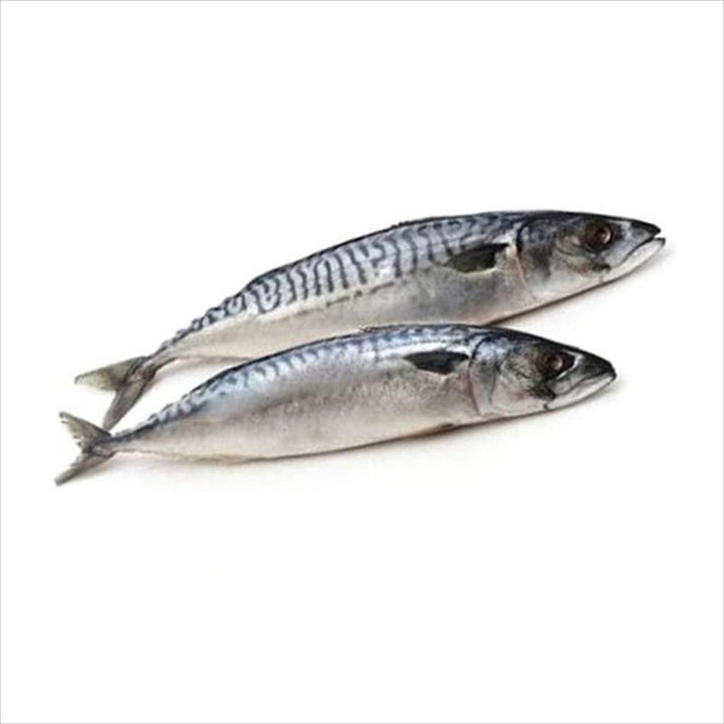 

IKAN MAKAREL / SALEM / SARDEN ± 500 GR