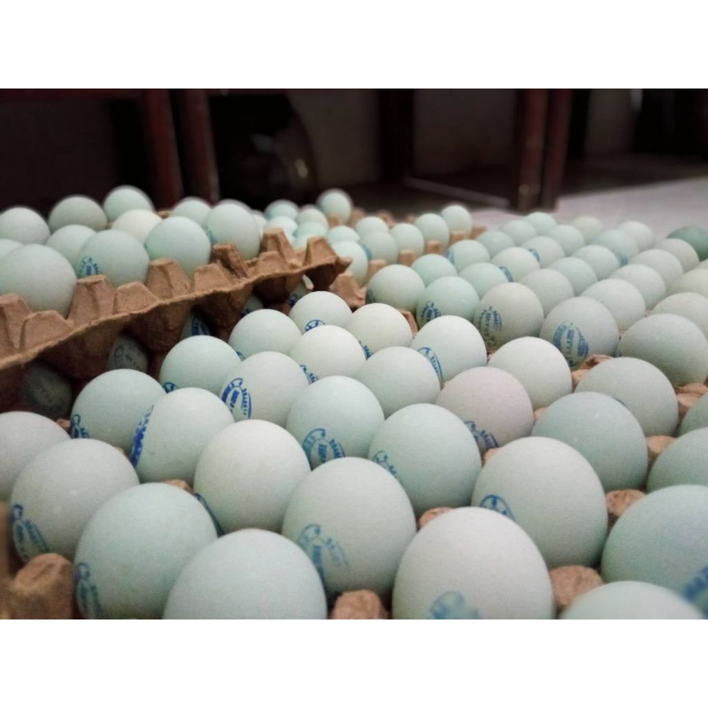 

TELOR ASIN ALAMI masir, enak, gurih, gak bikin enek ,tidak berair