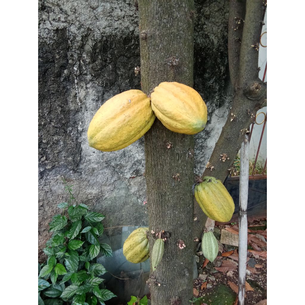 

Buah Cocoa (coklat) langsung dari pohon