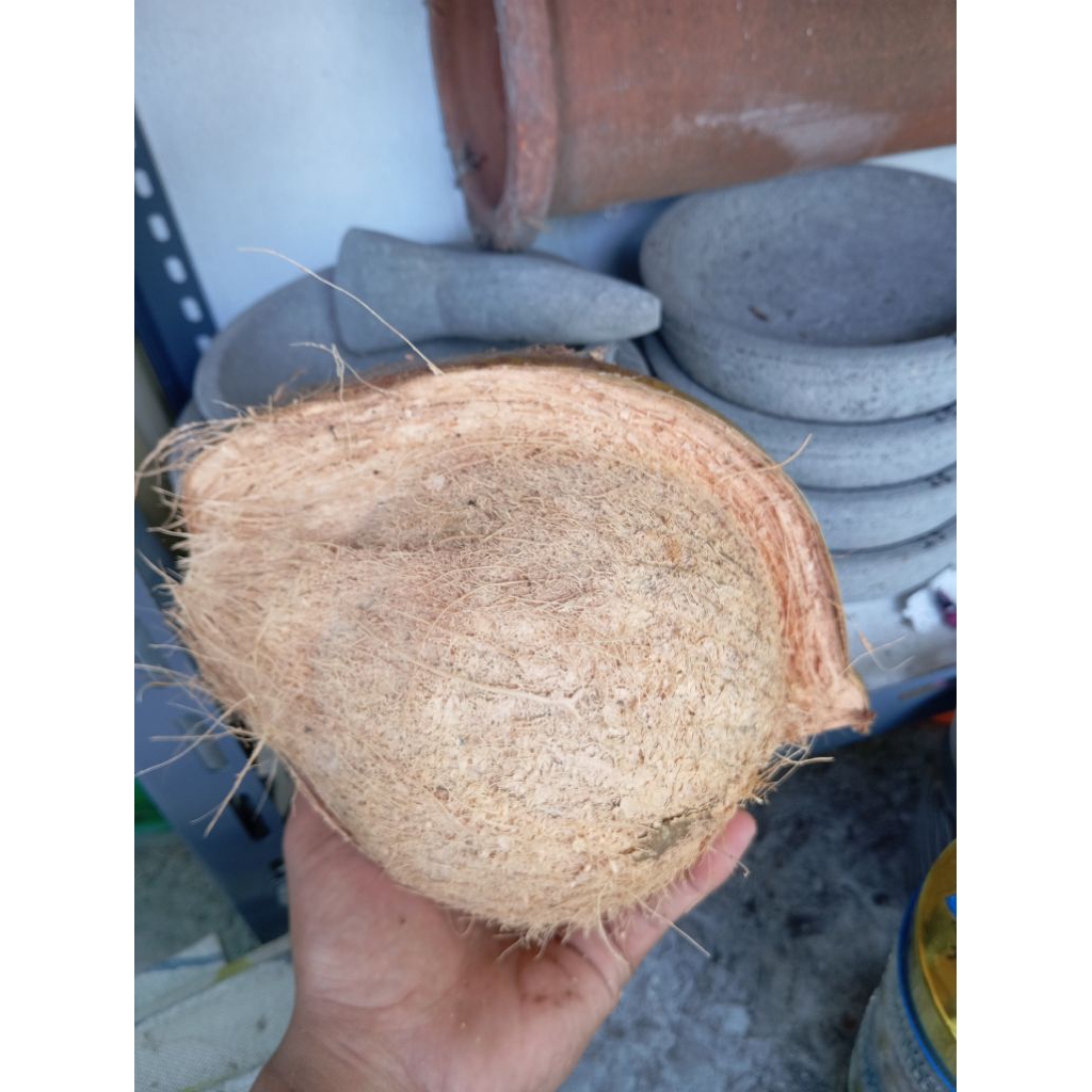 

kelapa tua