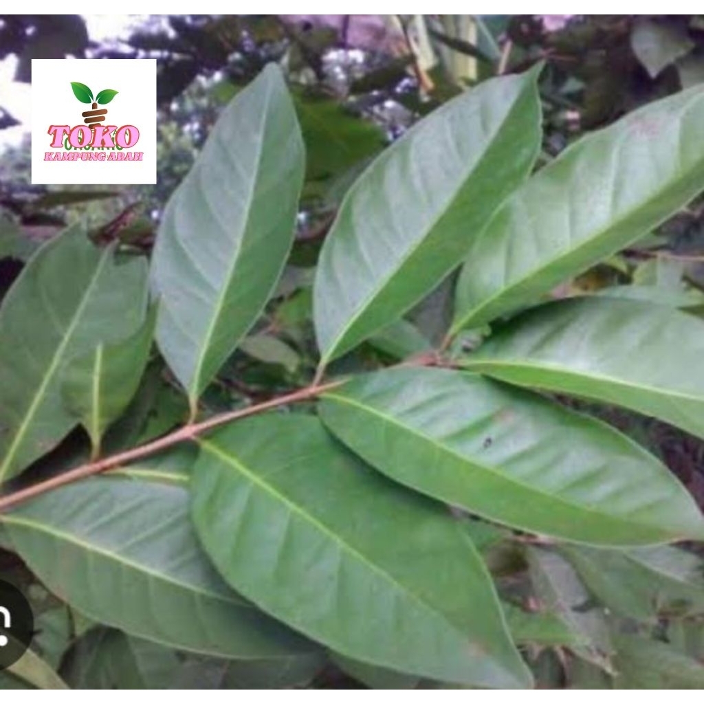 

Daun salam masak segar fresh