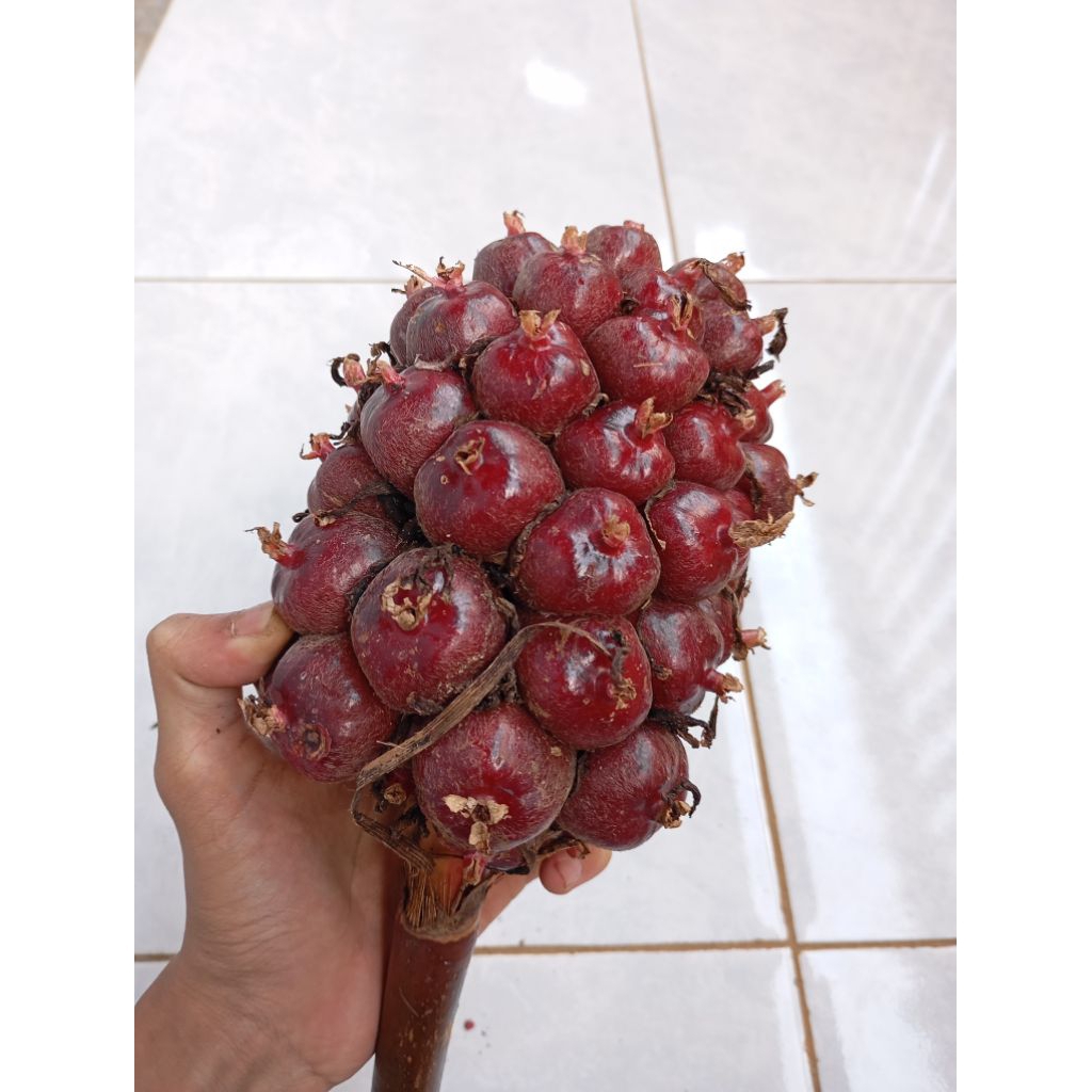 

Buah Honje 1kg