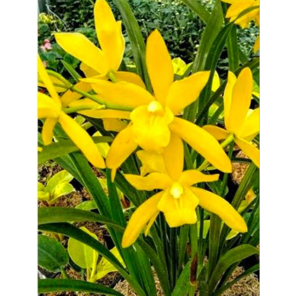 Anggrek Cymbidium Golden Boy#Anggrek Tanah