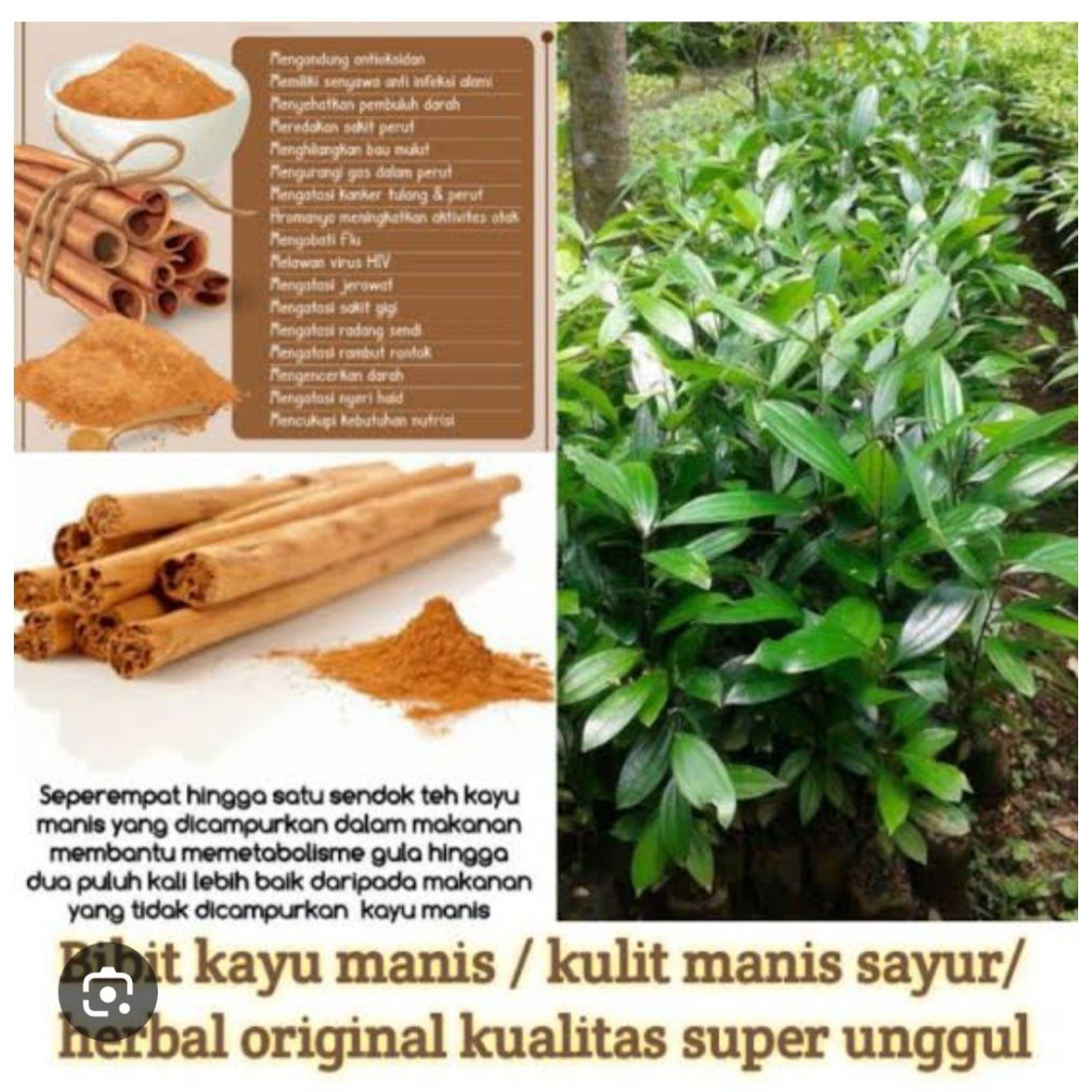 Bibit KAYU MANIS Berkualitas Unggul