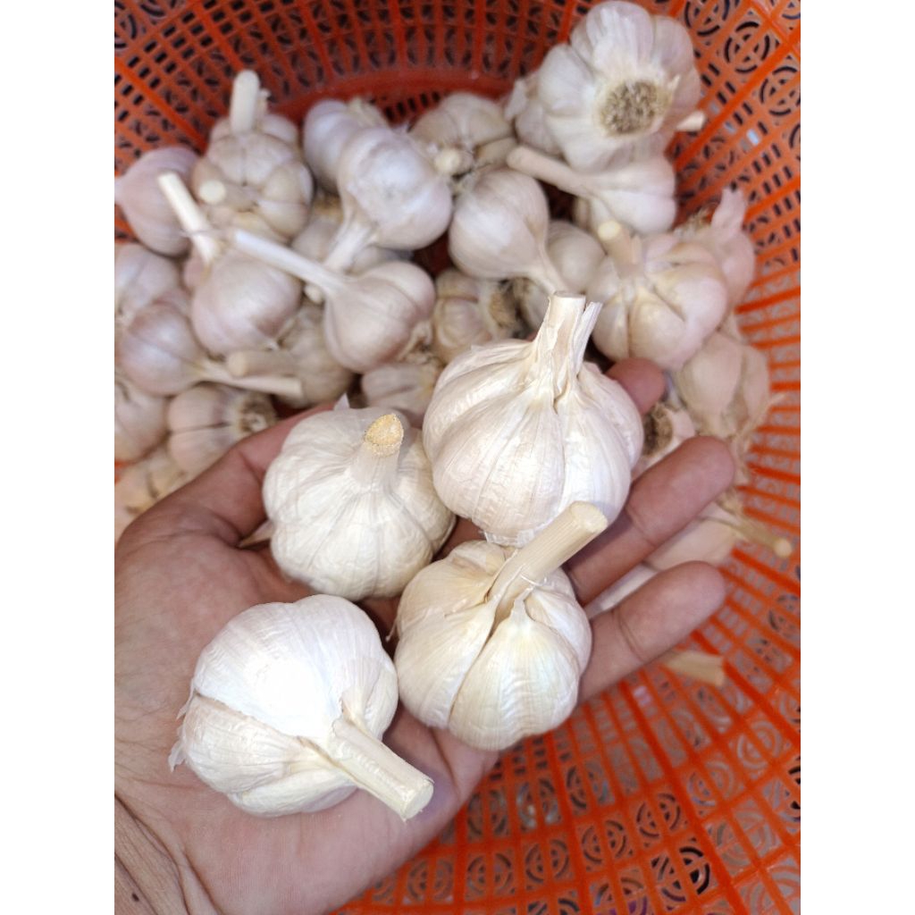 

BAWANG PUTIH KATING