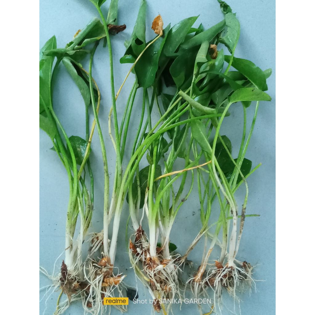 TANAMAN KELADI TIKUS 3 UMBI/POHON