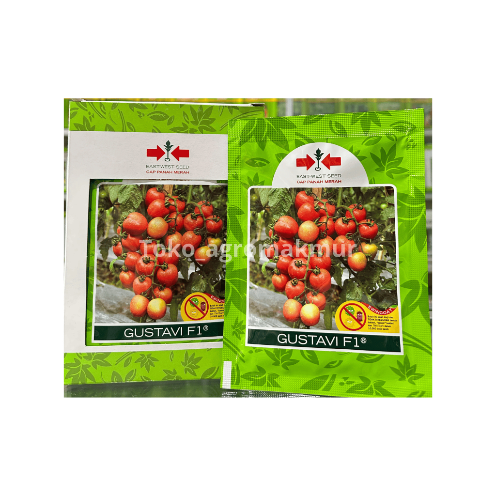 Bibit Tomat Gustavi Panah Merah