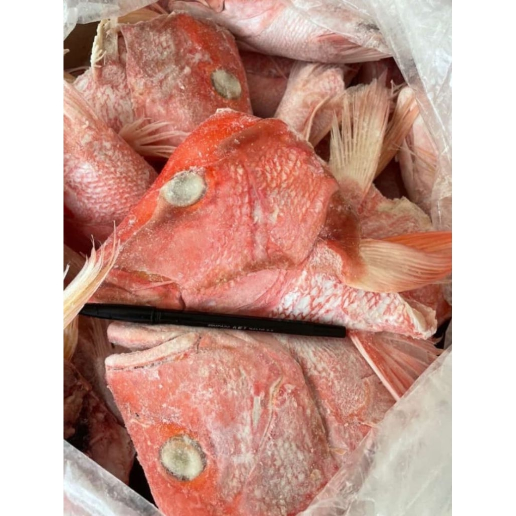 Kepala Kakap Merah Frozen 1KG