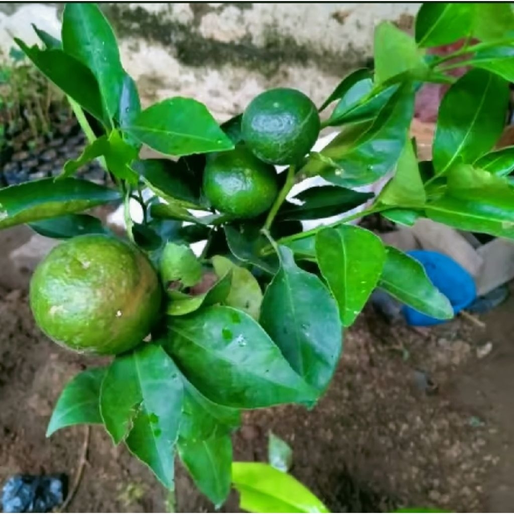 bibit jeruk santang madu siap berbuah