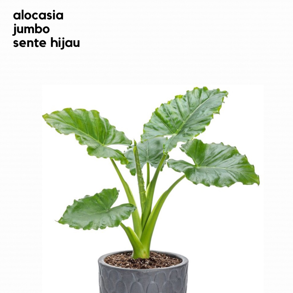 Hasilbumiku - Tanaman Hias Keladi Jumbo Sente Hijau Varigata Talas Penghias Taman Alocasia Super Bes