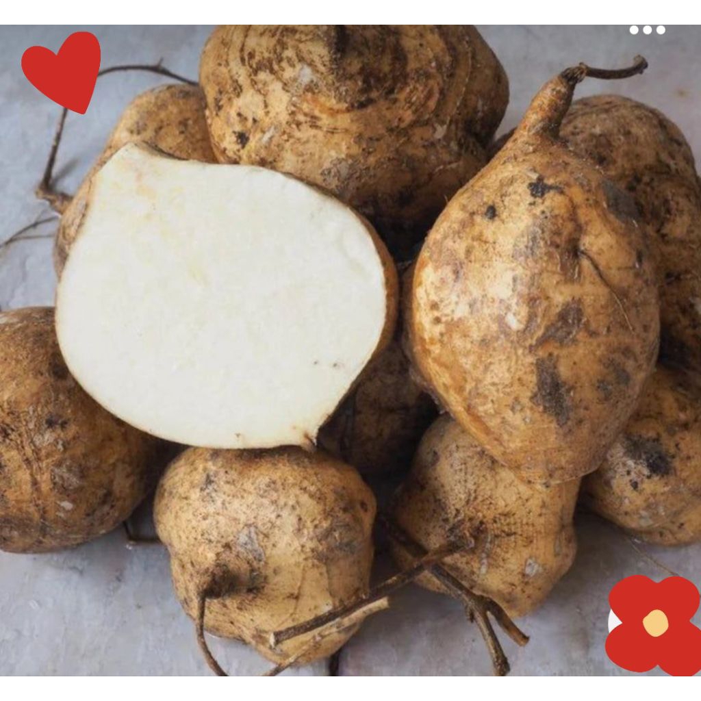 Benih Bengkoang Bengkuang Super 500++ Biji/Bibit Bengkoang