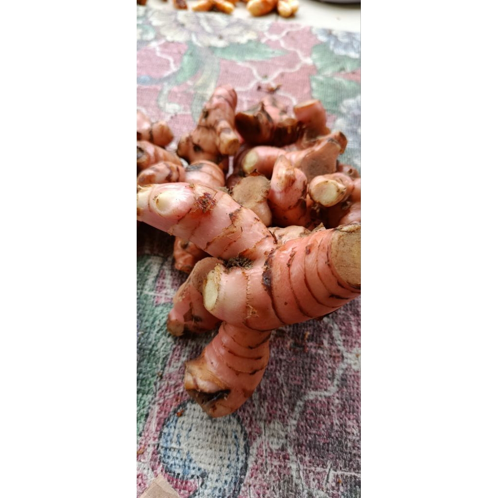 

lengkoas merah segar asli per 250gram