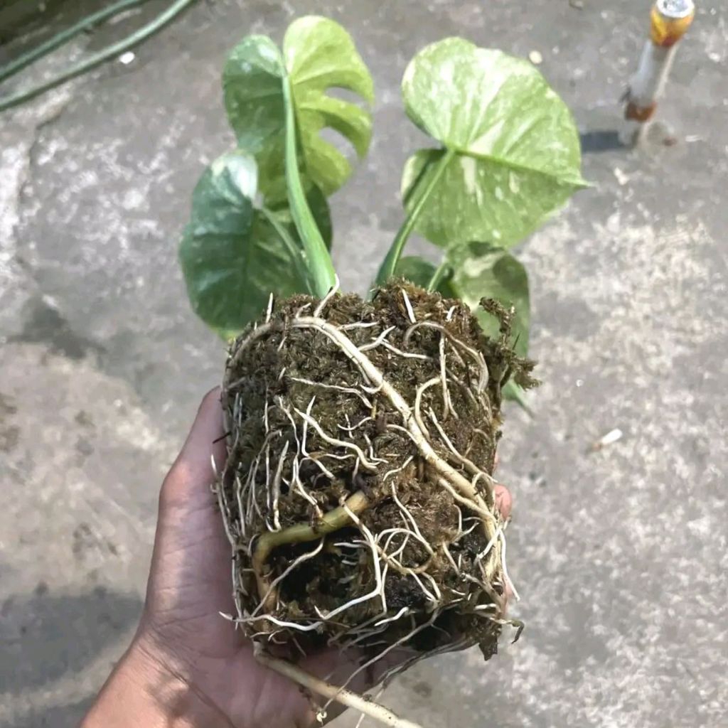 spagnum moss, lumut cacah 2.5 kg lumut hutan, media tanaman berat