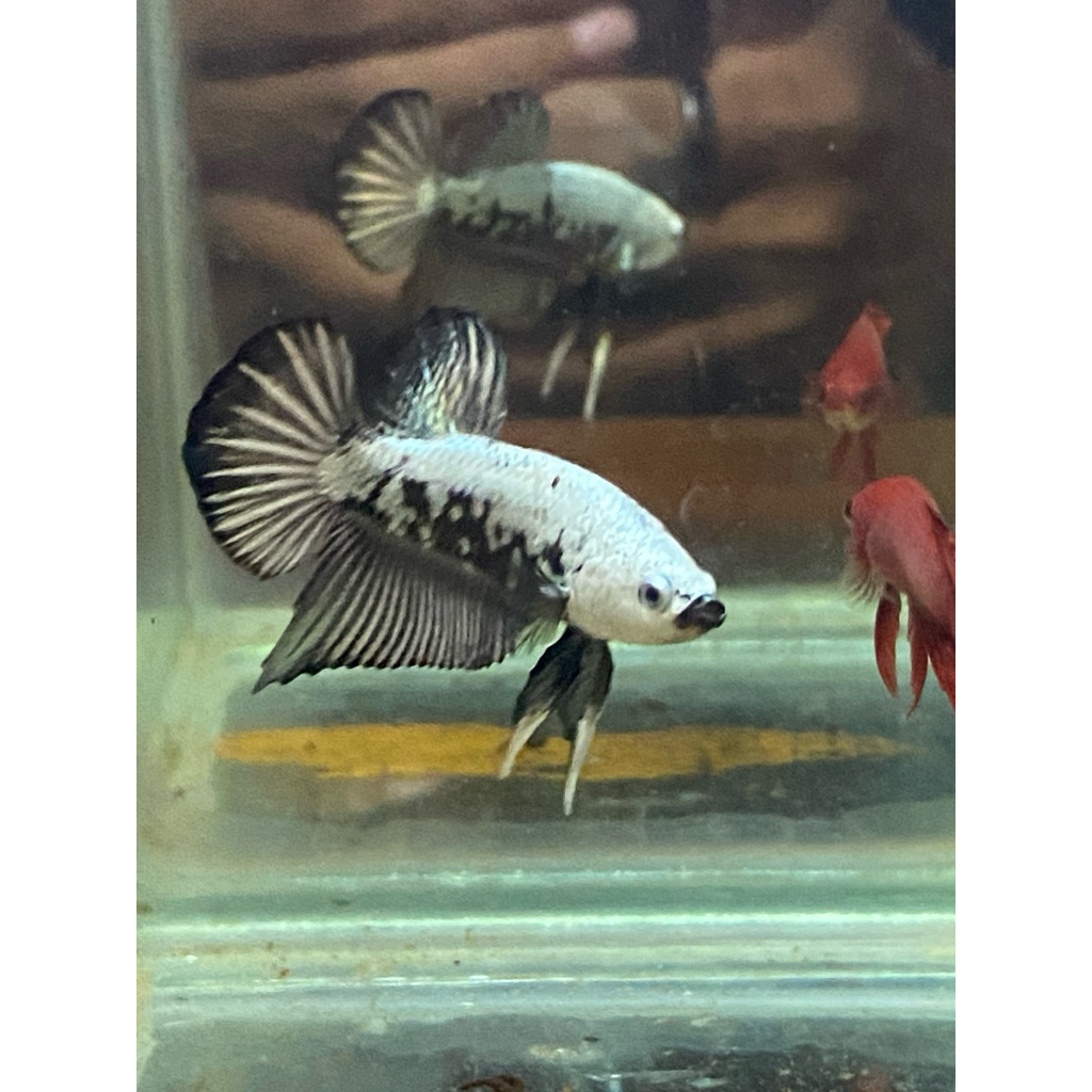 lelangan ikan cupang