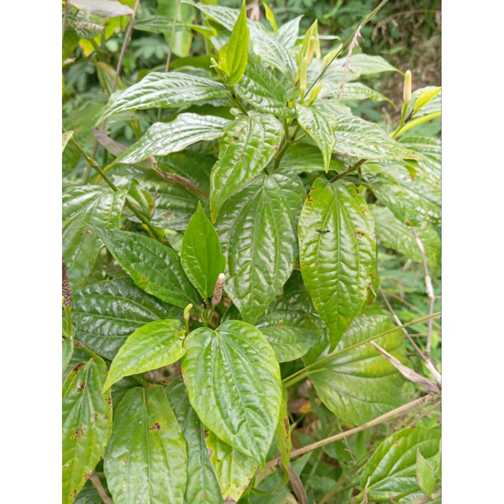 

jual daun karuk segar per 250gram