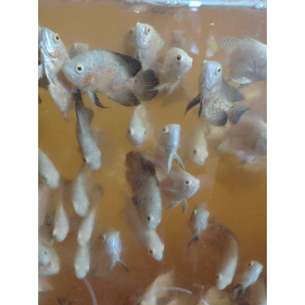 ikan oscar nemo hiasan aquarium