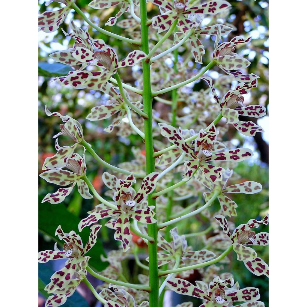 Grammatophyllum measuresianum
