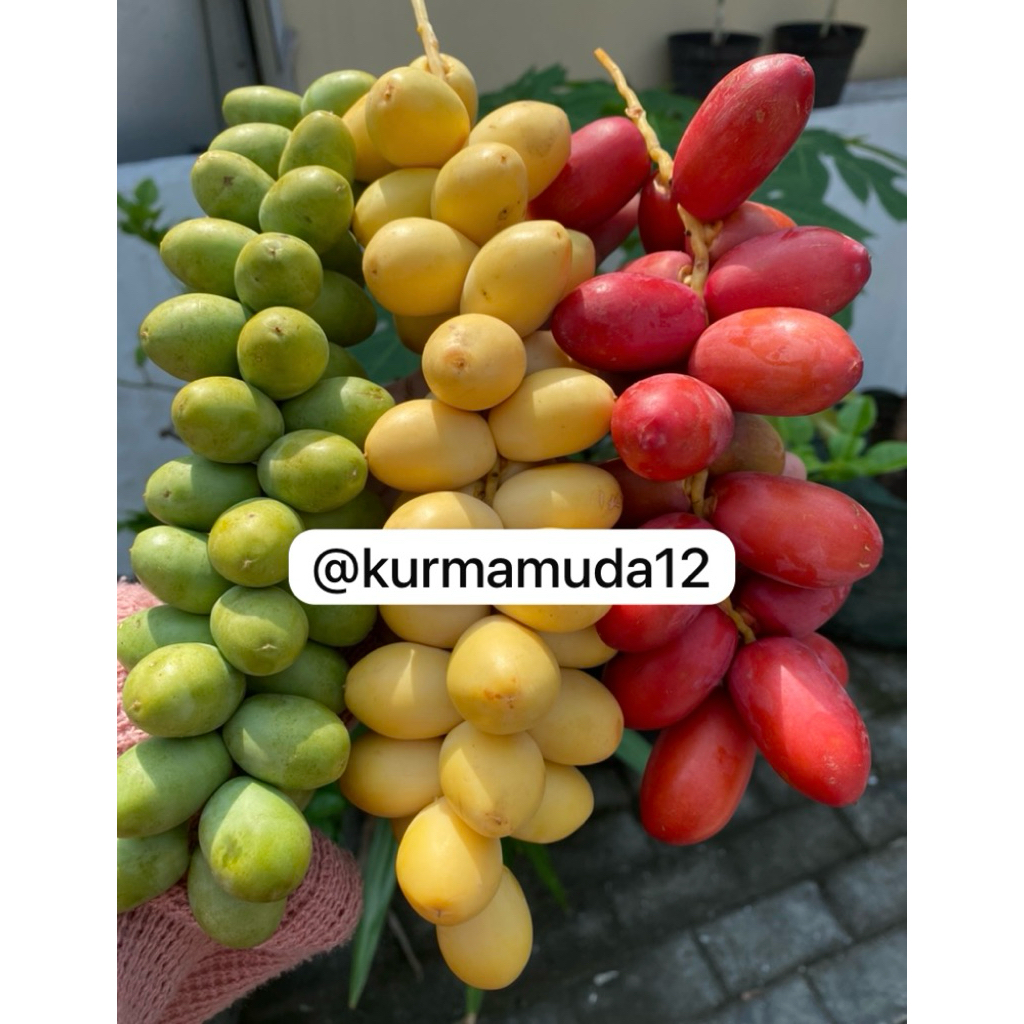 

READY TANPA PO! KURMA MUDA BARHEE KEMUNING FRESH NO FROZEN!