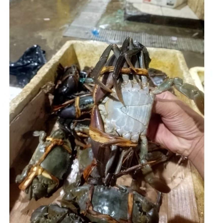 

Kepiting segar Kepiting jantan mati segar kepiting betina fresh segar berkulitas