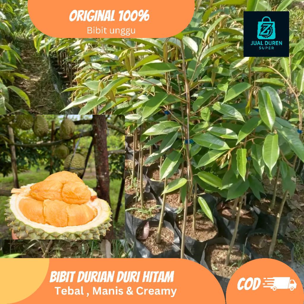 Bibit durian musang king asli hasil okulasi bibit durian premium